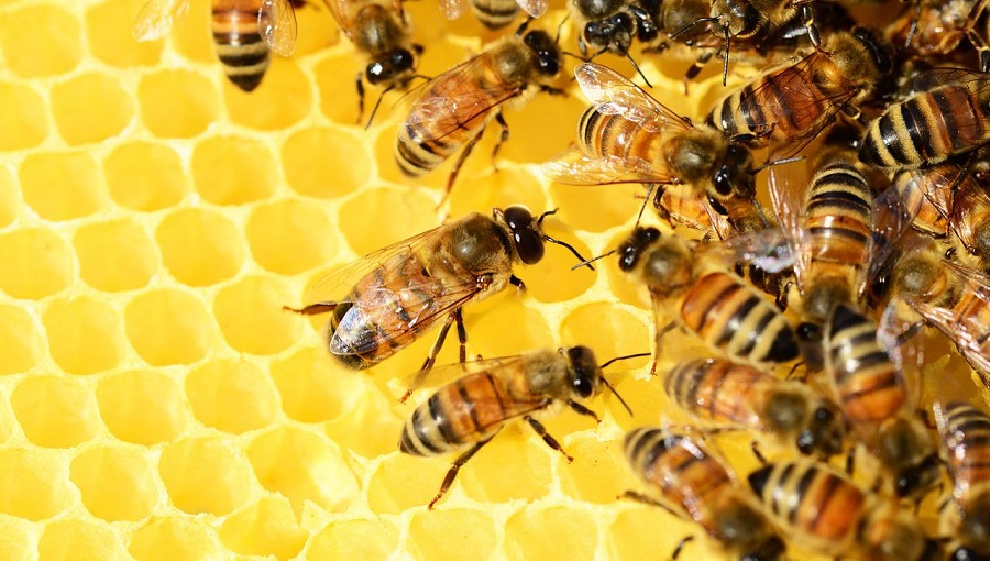 A boldogabb méh finomabb mézet ad?