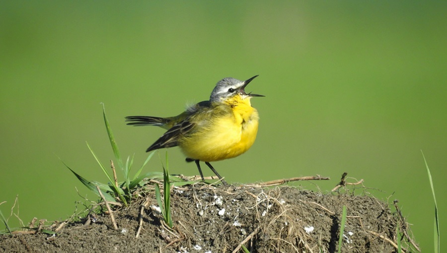 énekes madár