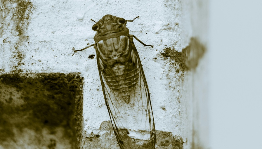 cicada fehér falon