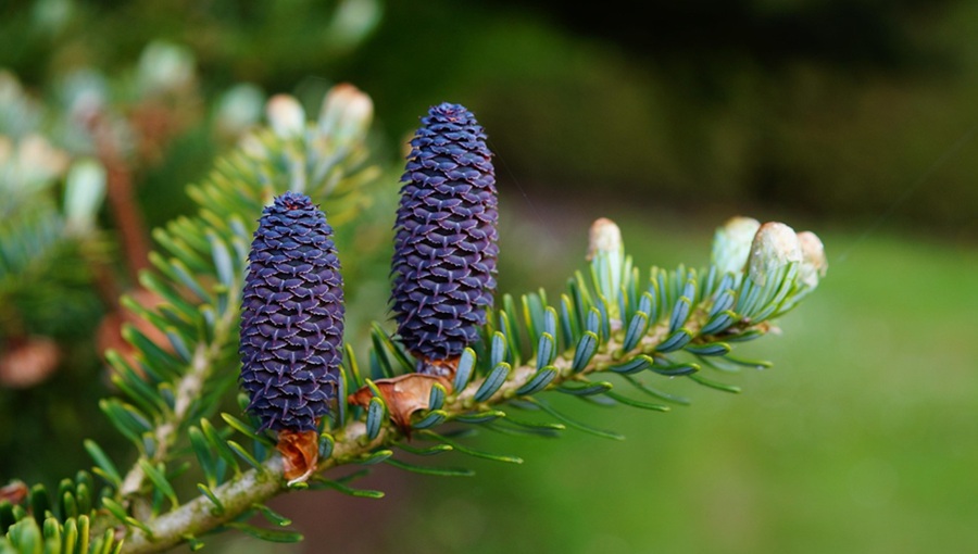 Tobozszüret és Márton-nap a Folly Arborétumban pine cones fir tree