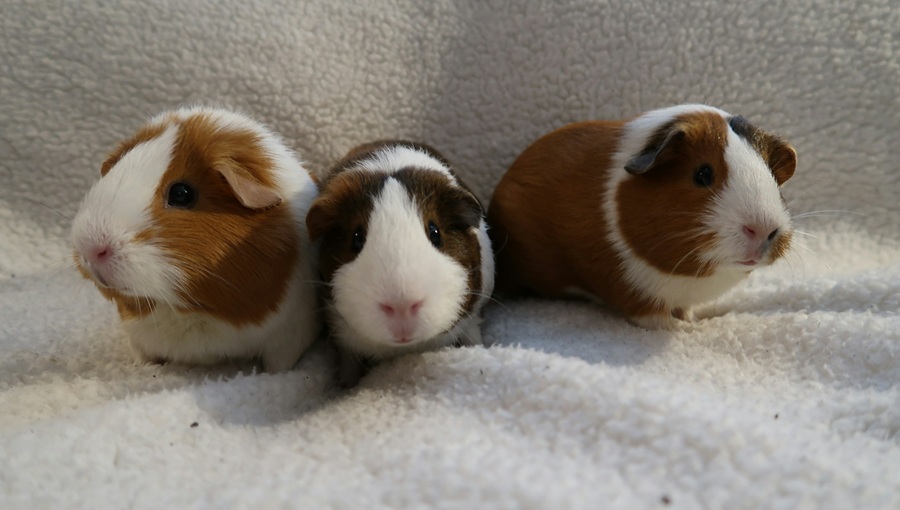 Ez a három elbűvölő mese még idén kijön a magyar mozikban három tengerimalac