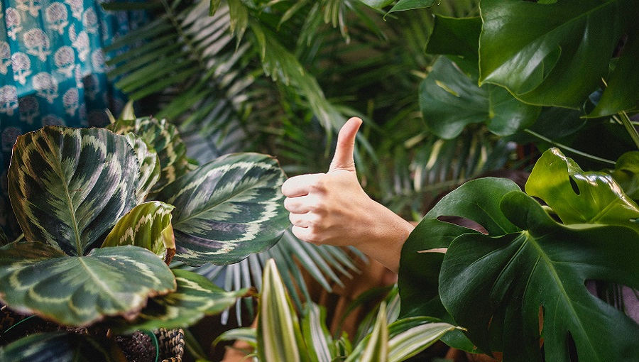 thumbs up hüvelykujj szobanövényekkel