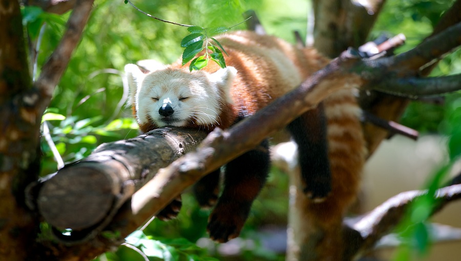 vörös panda fán alszik