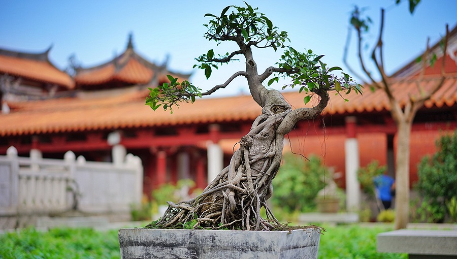 bonsai japán udvaron