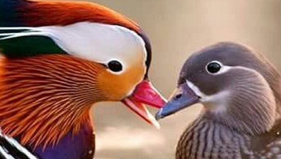 két színes madár barátsága