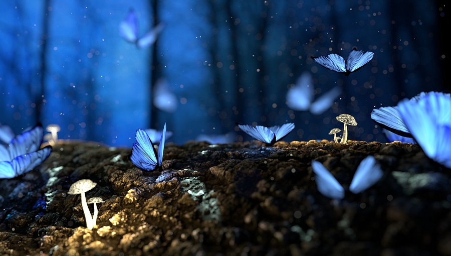 fénylő pillangók és gombák az erdőben