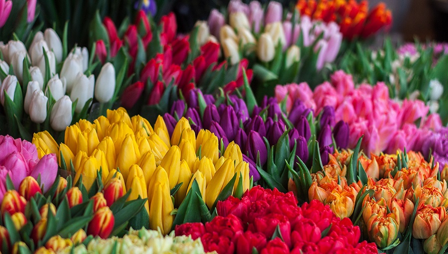 színes tulipánok