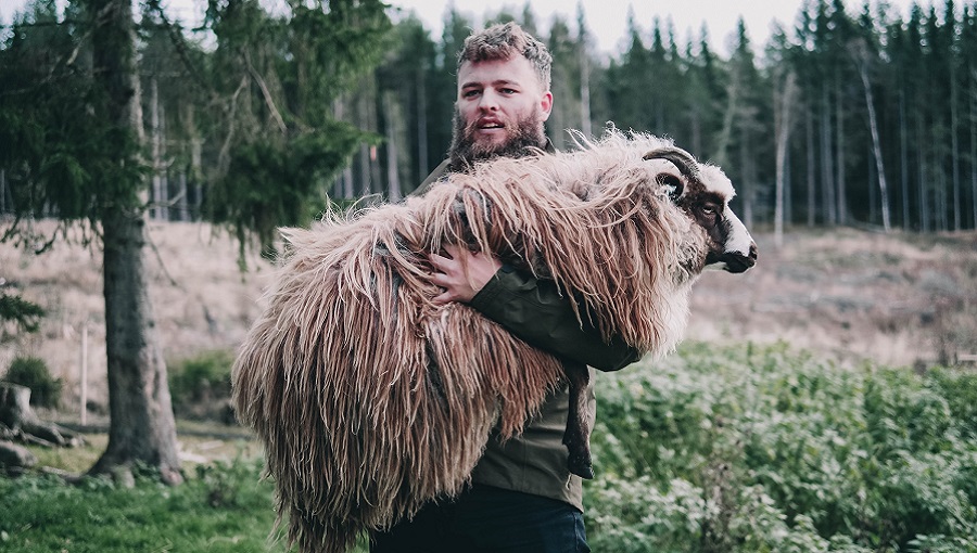 norvég pásztor birkával
