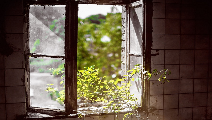 nyitott ablak szobanövény