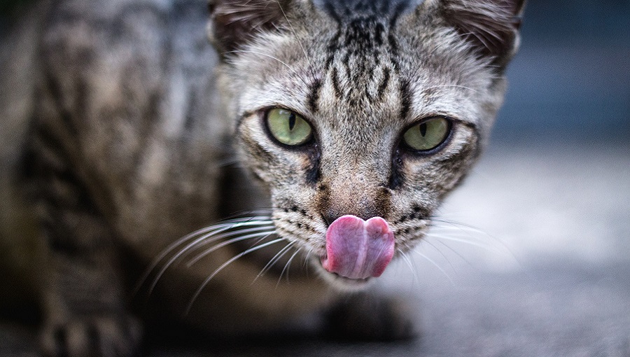 macska nyelve