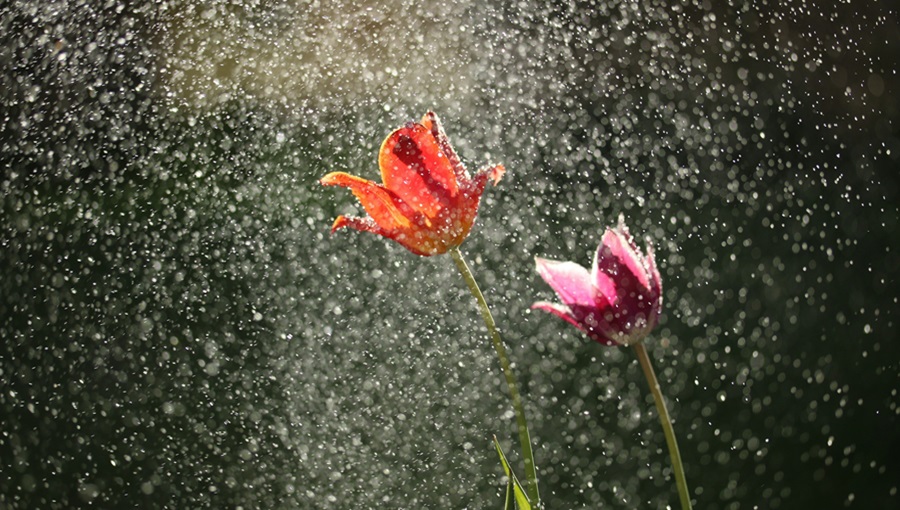 tavaszi virágok zápor