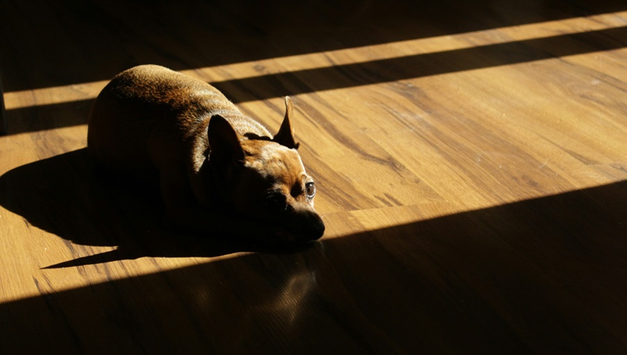 kutya árnyékban