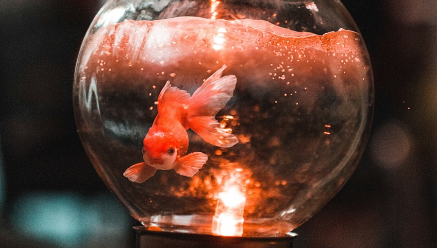 vörös akvárium