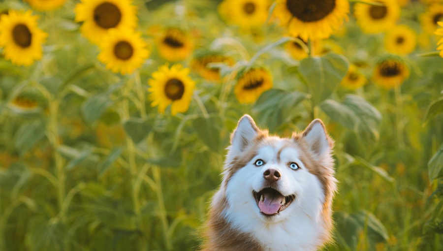 husky napraforgó