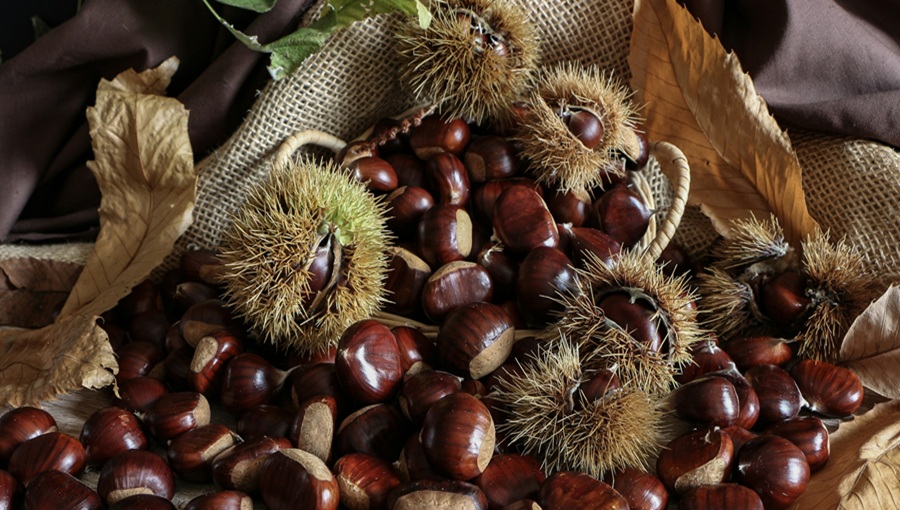 gesztenye