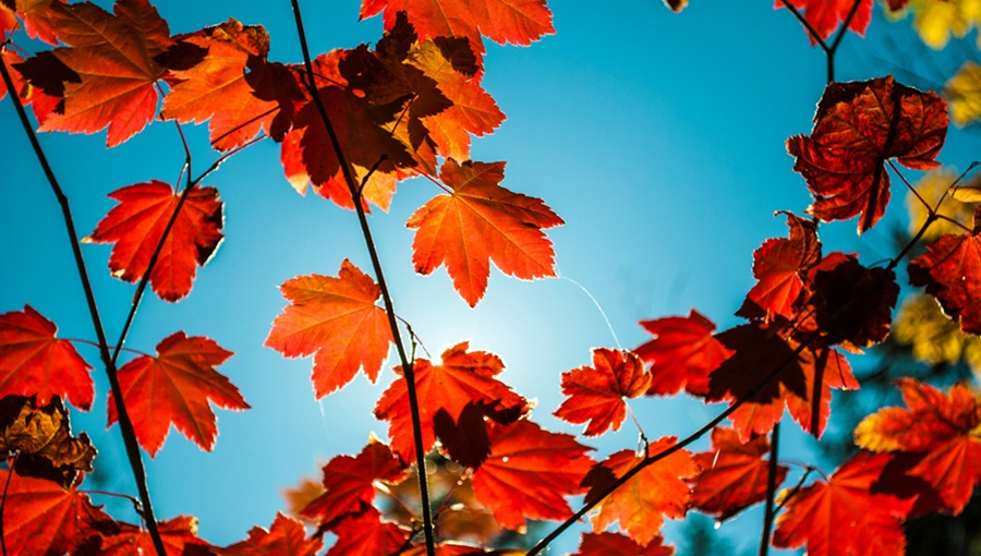 autumn leaves