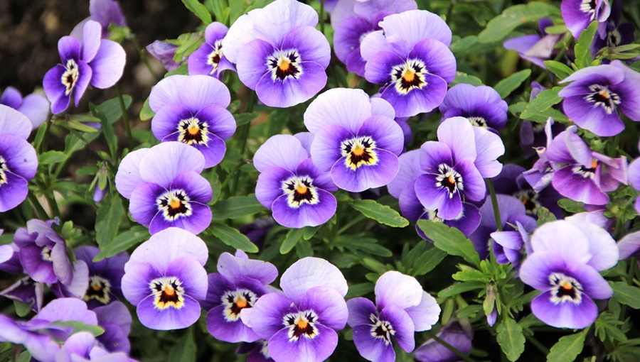 A megemlékezés virágai – mit üzennek a temető virágai? árvácskák