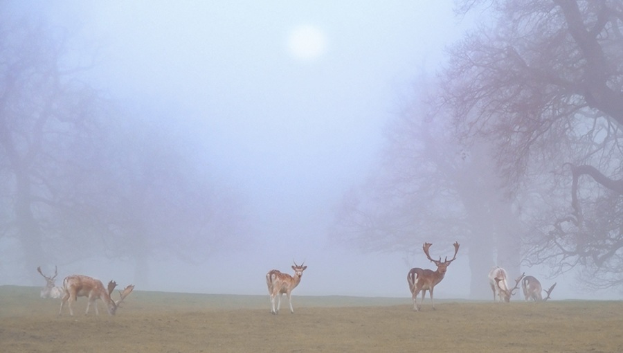 köd erdő szarvasok