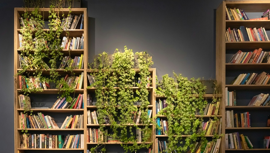 bookshelf plants