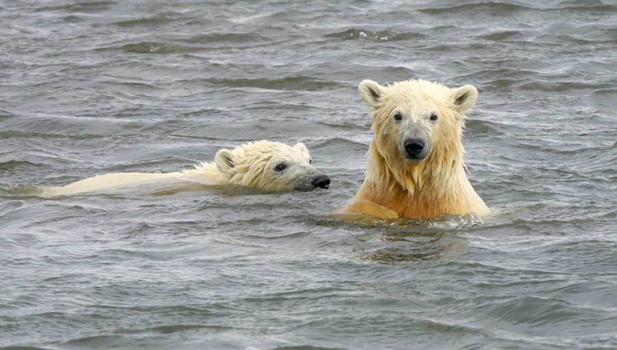 fürdőző jegedmedvék