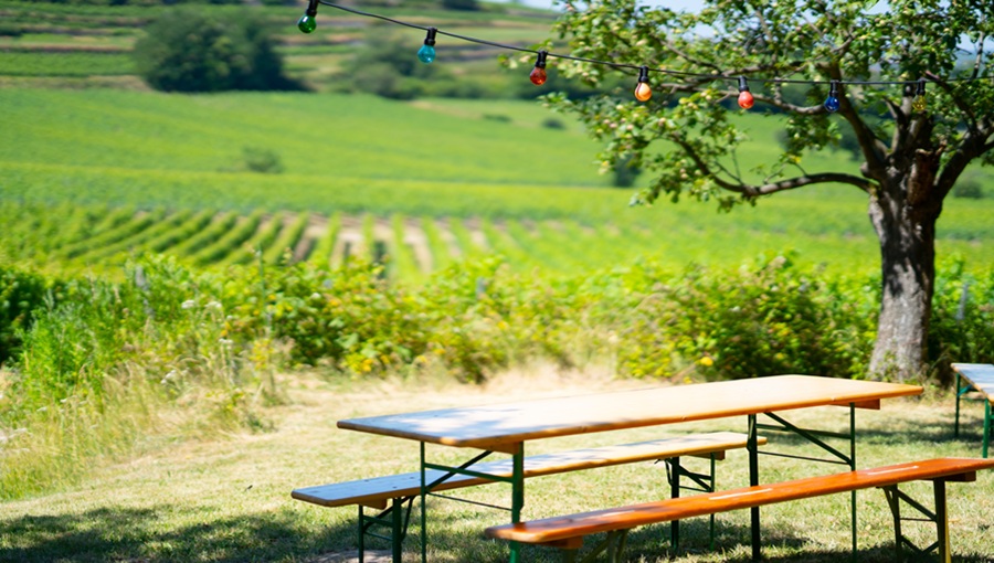vineyard