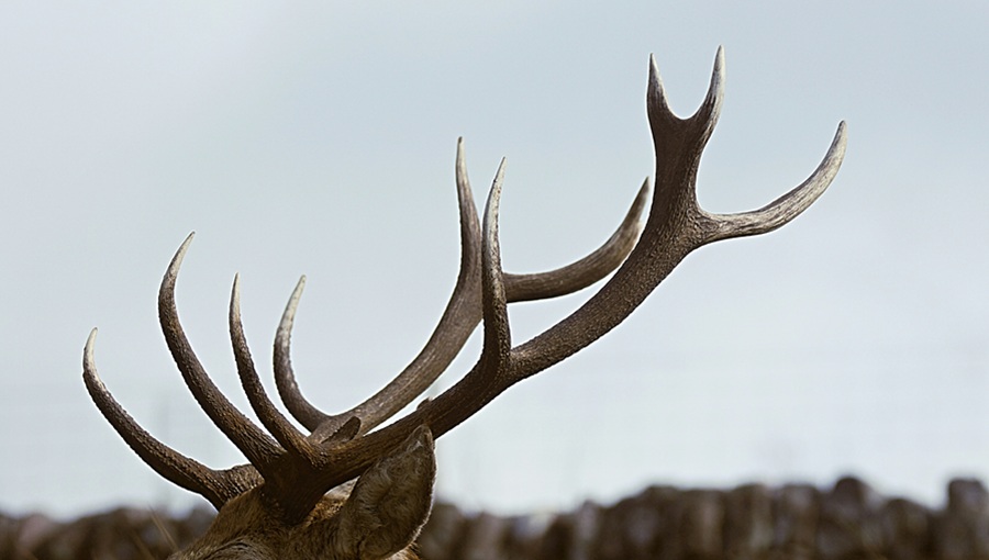 antler