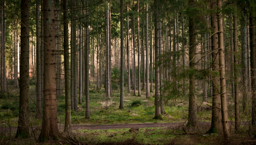 black forest