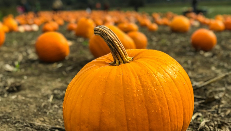 pumpkin land