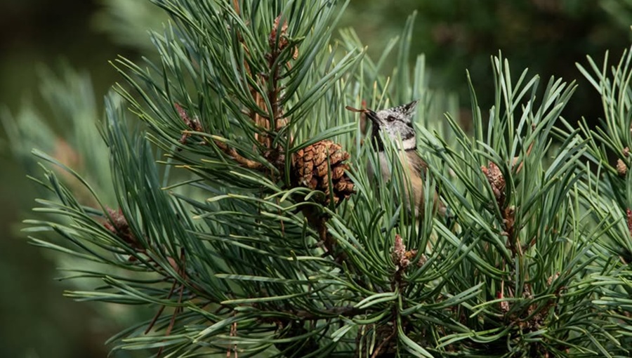 Családi élmények az őszi Folly Arborétumban Családi élmények az őszi Folly Arborétumban
